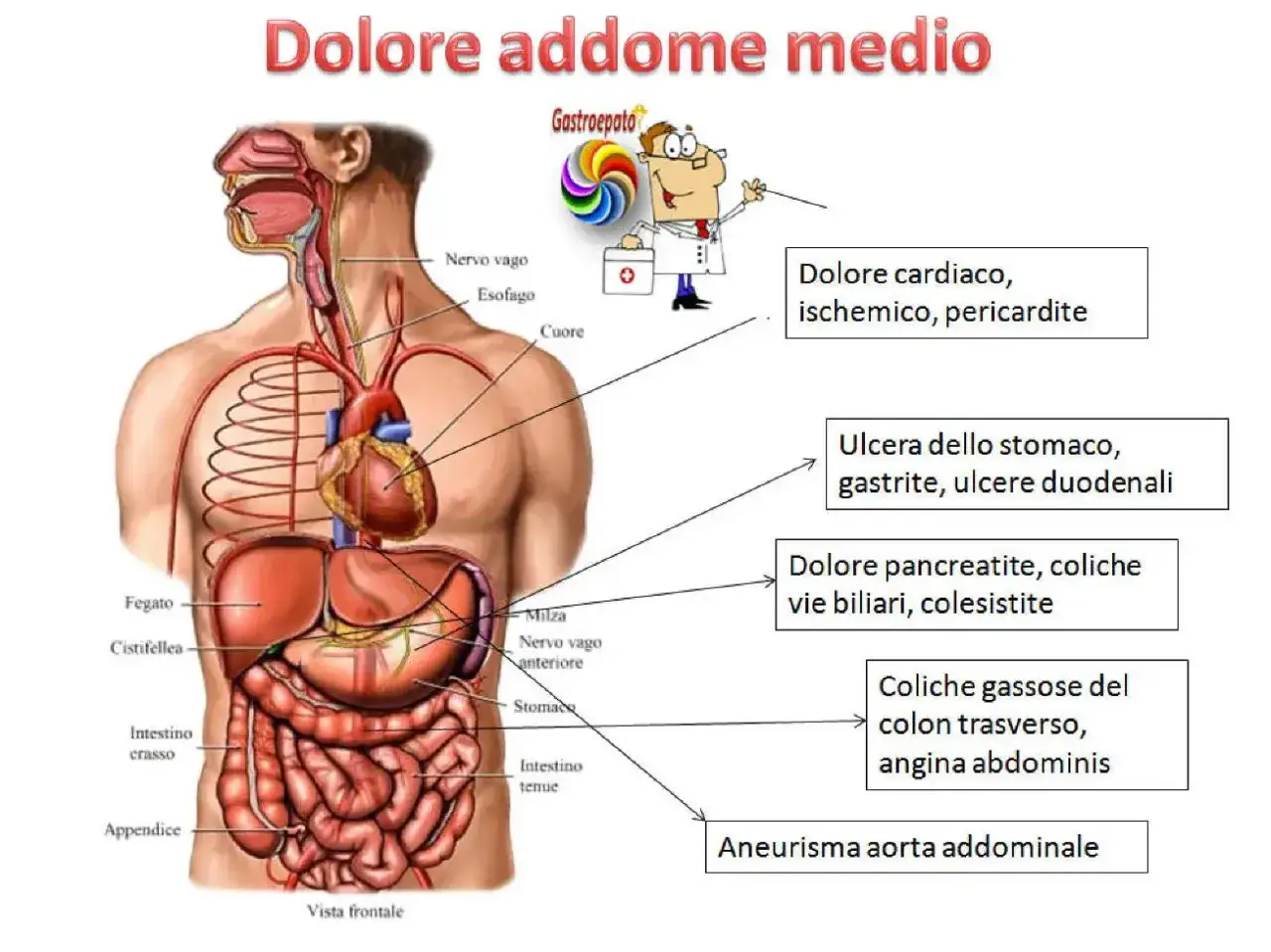 Anatomia umana con indicazioni sulle cause del mal di pancia, da problemi cardiaci a disturbi intestinali.