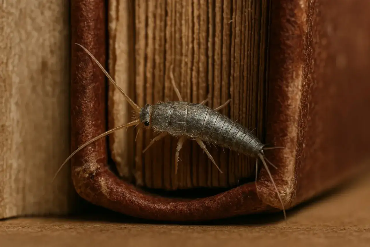 Un pececillo de plata, con sus antenas largas, se arrastra sobre el lomo de un libro antiguo, buscando algo para comer.