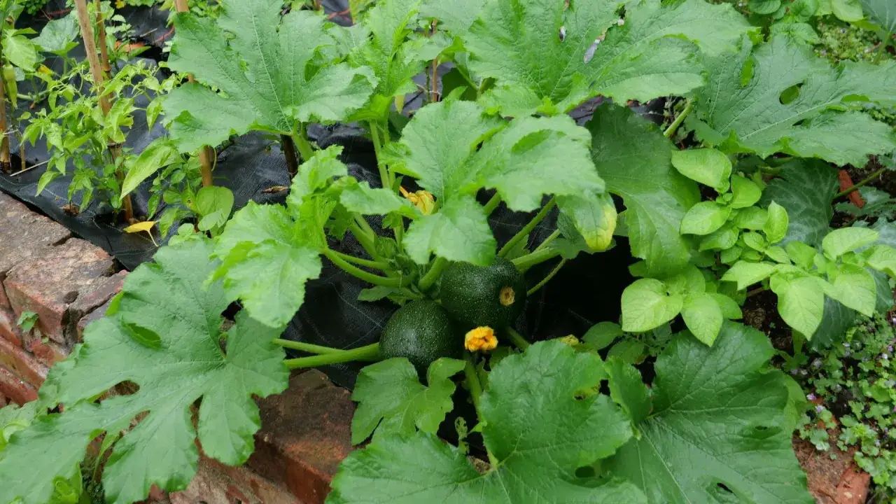 Zwei runde Zucchini wachsen neben jungen Paprikapflanzen. Ein gelber Zucchiniblüte ist sichtbar.