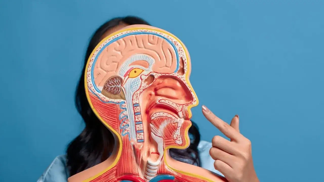 Model anatomiczny głowy z widocznym garbatym nosem, na który wskazuje palec.