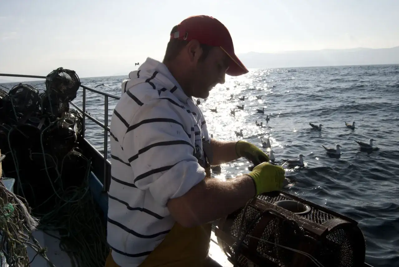 Pescador en Galicia prepara sus artes de pesca, cestas de mimbre, mientras gaviotas flotan en el mar.
