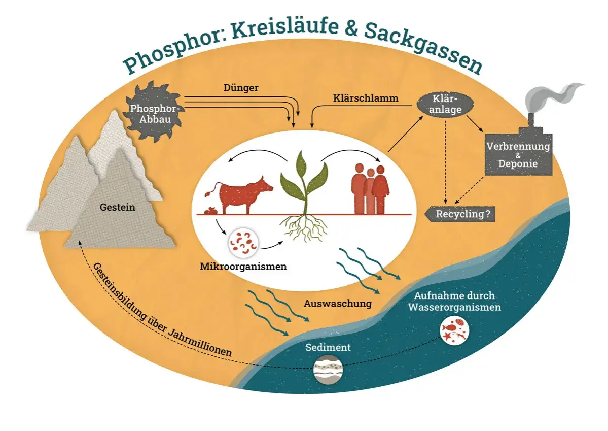 Phosphorkreislauf: Gestein wird abgebaut, Dünger gelangt in den Kreislauf. Klärschlamm und Auswaschung können zur phosphatfalle im Sediment führen.
