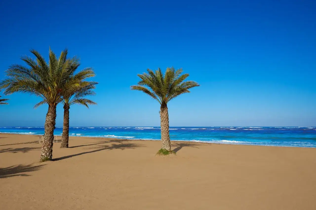 Palmeras en la arena dorada de la costa Denia, con el mar azul intenso y el cielo despejado.
