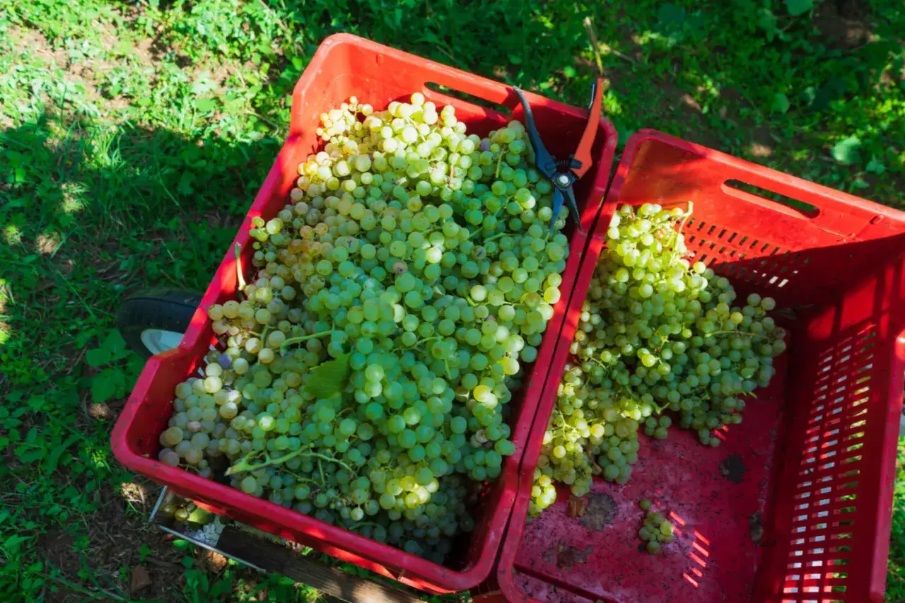 Ceste rosse piene di uva bianca appena raccolta, pronte per diventare vino biodinamico. Il significato di questo vino è cura per la terra.