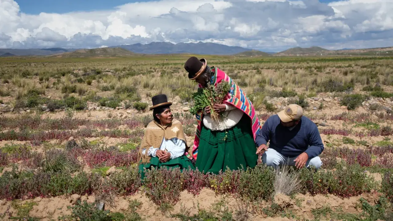 Mujeres y un hombre en un campo de quinoa, mostrando de donde viene la quinoa.