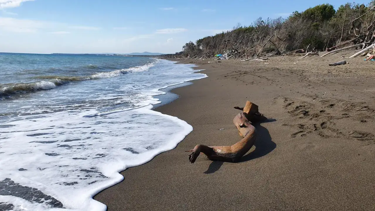 Spiagge più belle di Marina di Cecina: onde che lambiscono la riva sabbiosa, con un tronco levigato dal mare e una pineta sullo sfondo.