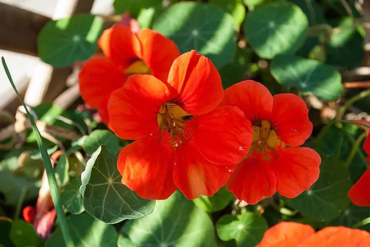 Vackra orange blommor med gr&ouml;na blad. Enkelt att odla krasse hemma f&ouml;r en f&auml;rgklick i tr&auml;dg&aring;rden eller p&aring; balkongen.