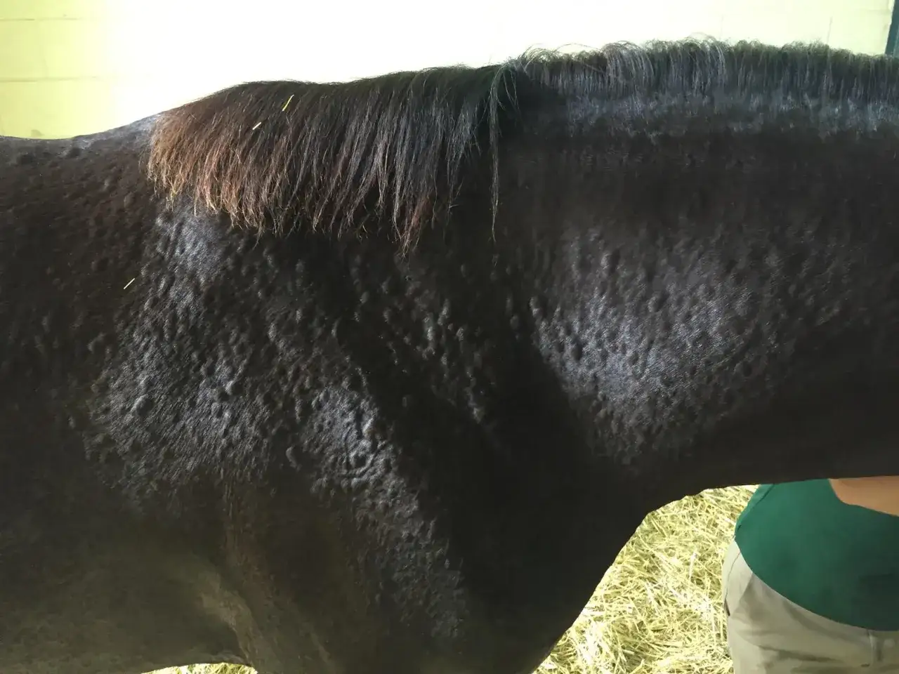 Le flanc d'un cheval noir couvert de bosses, possiblement dues à une teigne cheval.