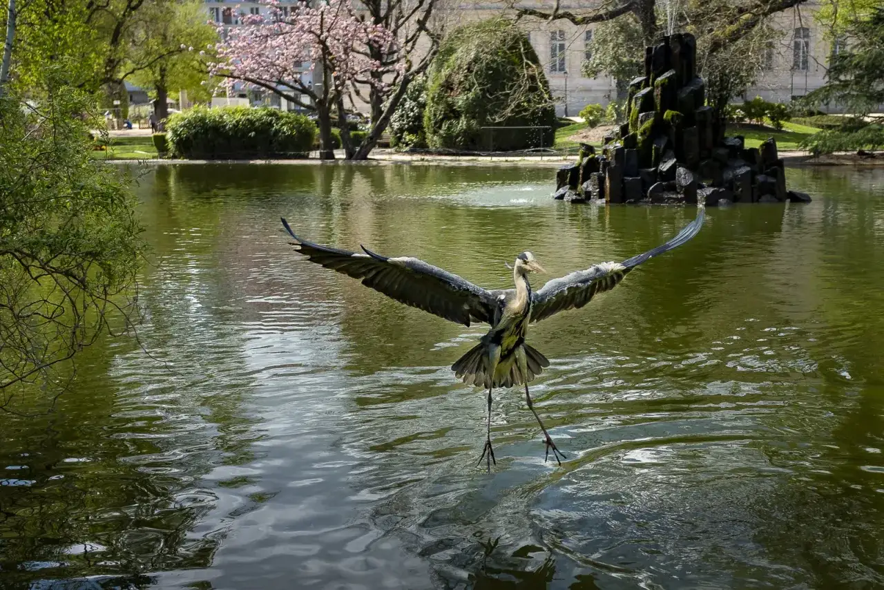 Un héron majestueux déploie ses ailes au-dessus d'un étang, prêt à attraper un canard. Le soleil illumine la scène d'un parc paisible.