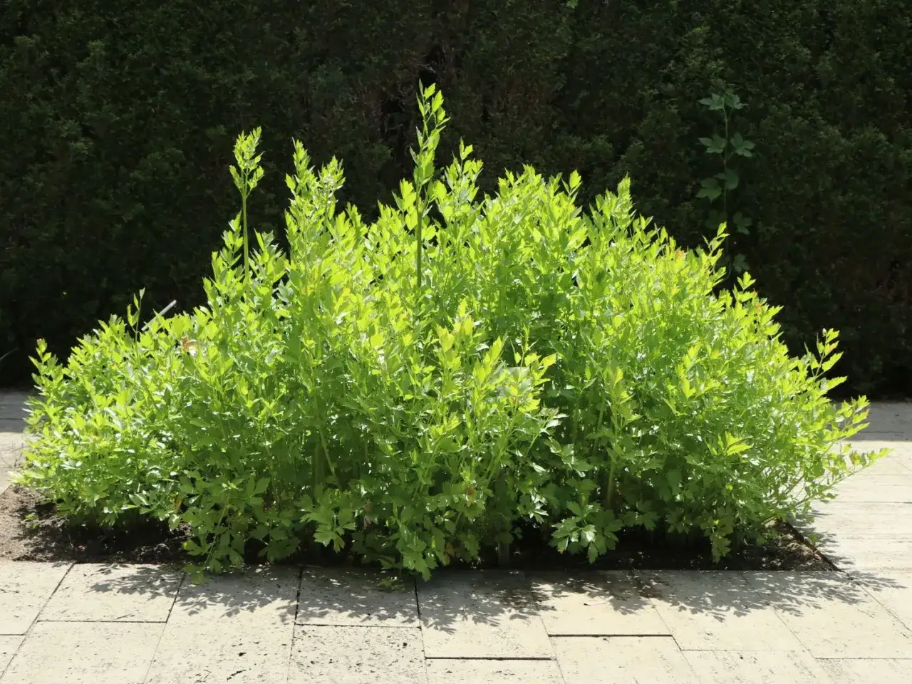 Ein üppiger Maggikraut-Strauch wächst im Garten. Der ideale Maggikraut-Standort ist sonnig, mit viel Platz für die ausladende Pflanze.