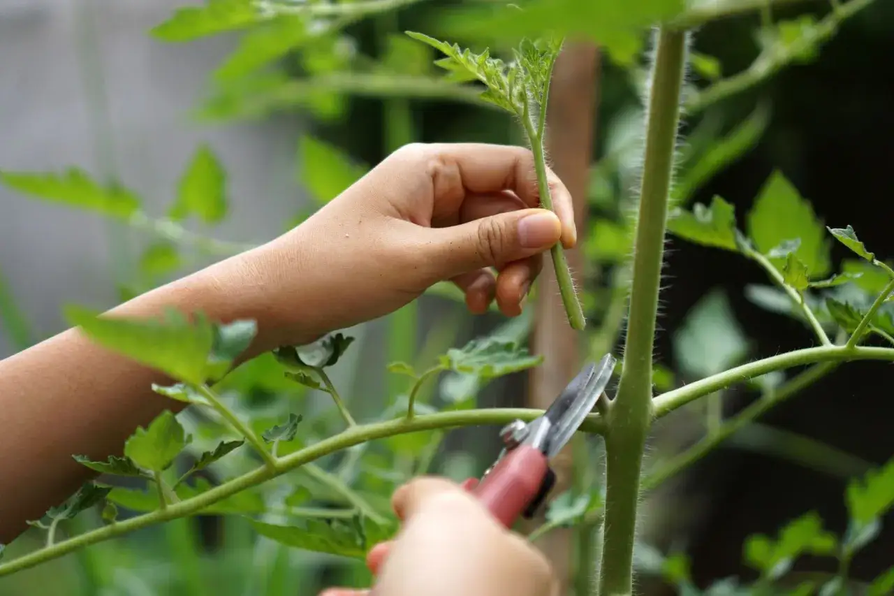 Eine Hand h&auml;lt einen Trieb, w&auml;hrend eine Gartenschere angesetzt wird, um Tomaten zu schneiden.