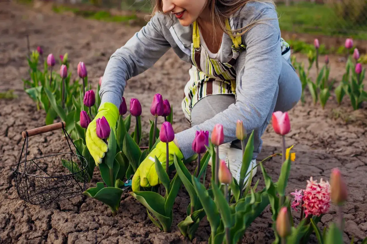Kiedy sadzić tulipany? Kobieta w zielonych rękawiczkach pielęgnuje fioletowe tulipany w ogrodzie.