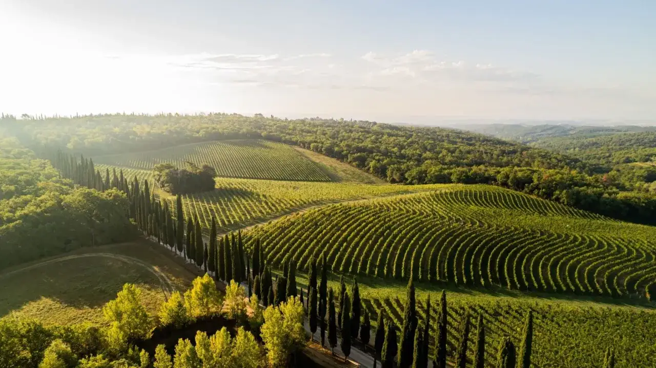 Colline toscane con filari di vigneti e cipressi, un paesaggio da cartolina che evoca la **best winery in Tuscany**.