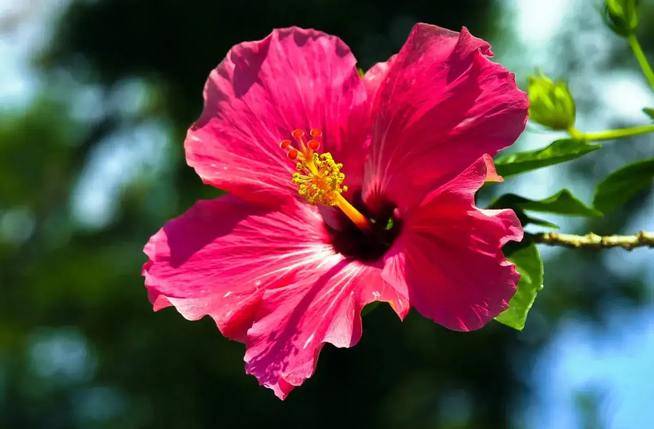 Piękny, różowy hibiskus rozkwita na tle zieleni. Jaka ziemia jest najlepsza dla tej rośliny?