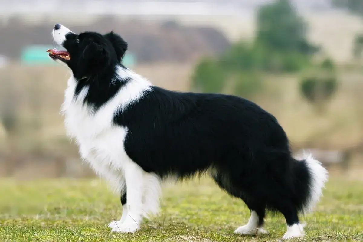 Czarno-biały border collie na trawie, z pyszczkiem uniesionym ku górze. Pies jest w doskonałej kondycji, co sugeruje jego optymalną wagę.