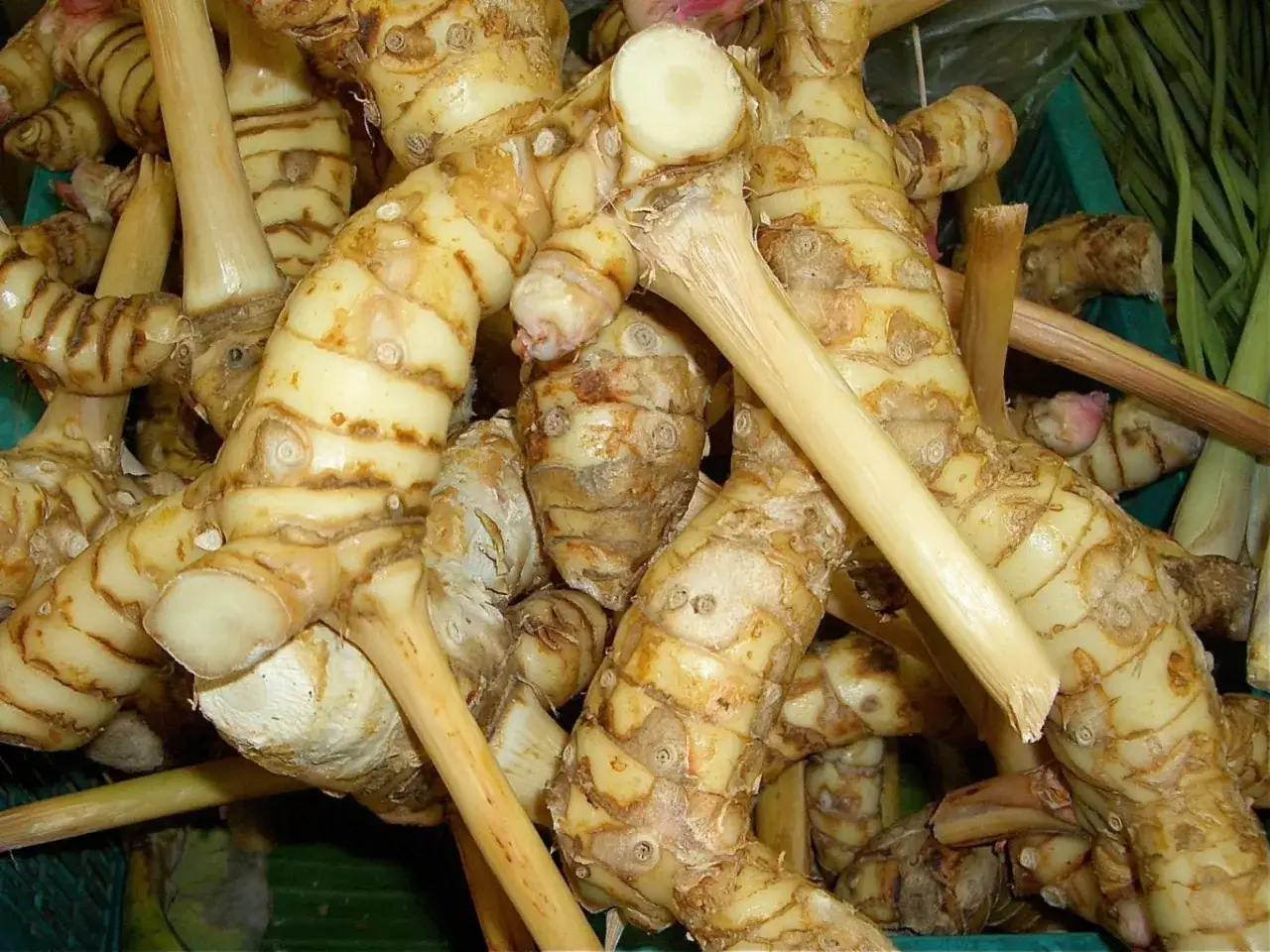 Gros plan sur des rhizomes de galanga frais, pr&ecirc;ts &agrave; r&eacute;v&eacute;ler leurs nombreux bienfaits pour la sant&eacute; et la cuisine.