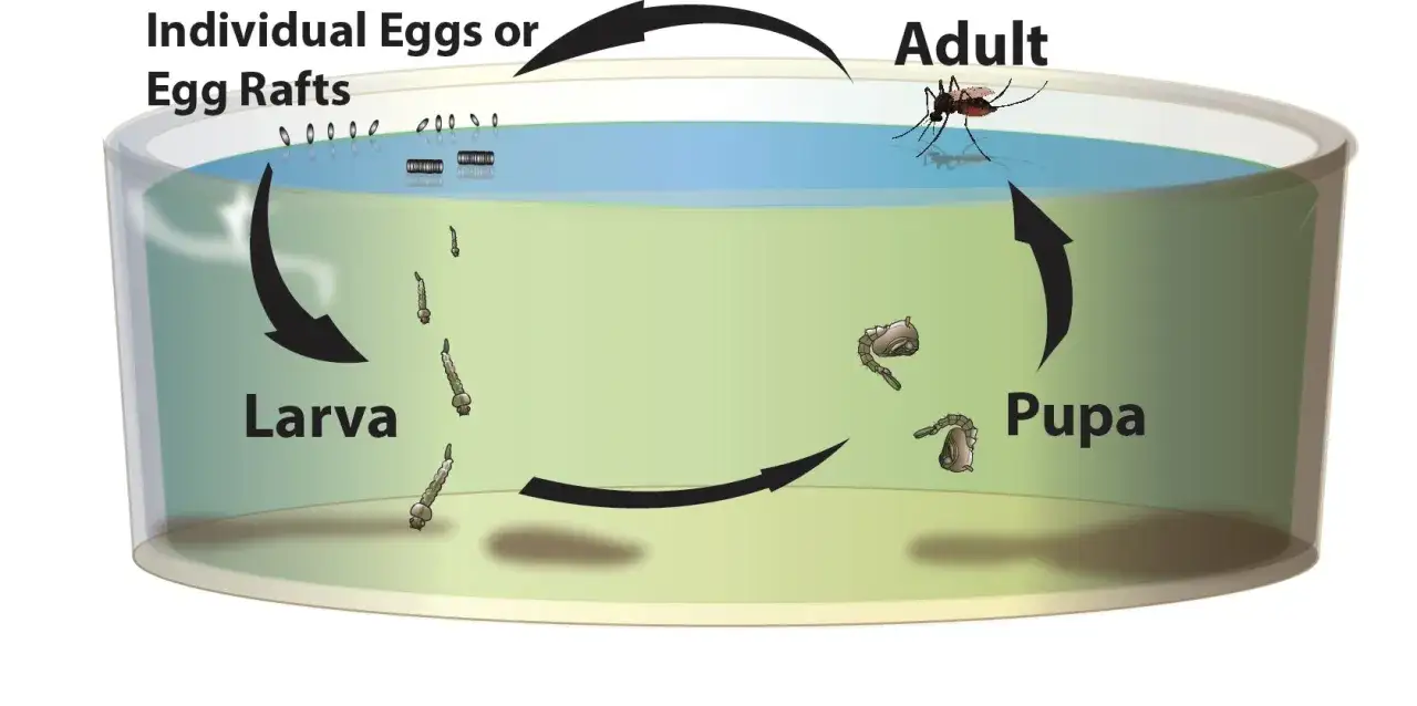 Cycle de vie du moustique : oeuf de moustique dans l'eau, larve, nymphe, puis adulte.