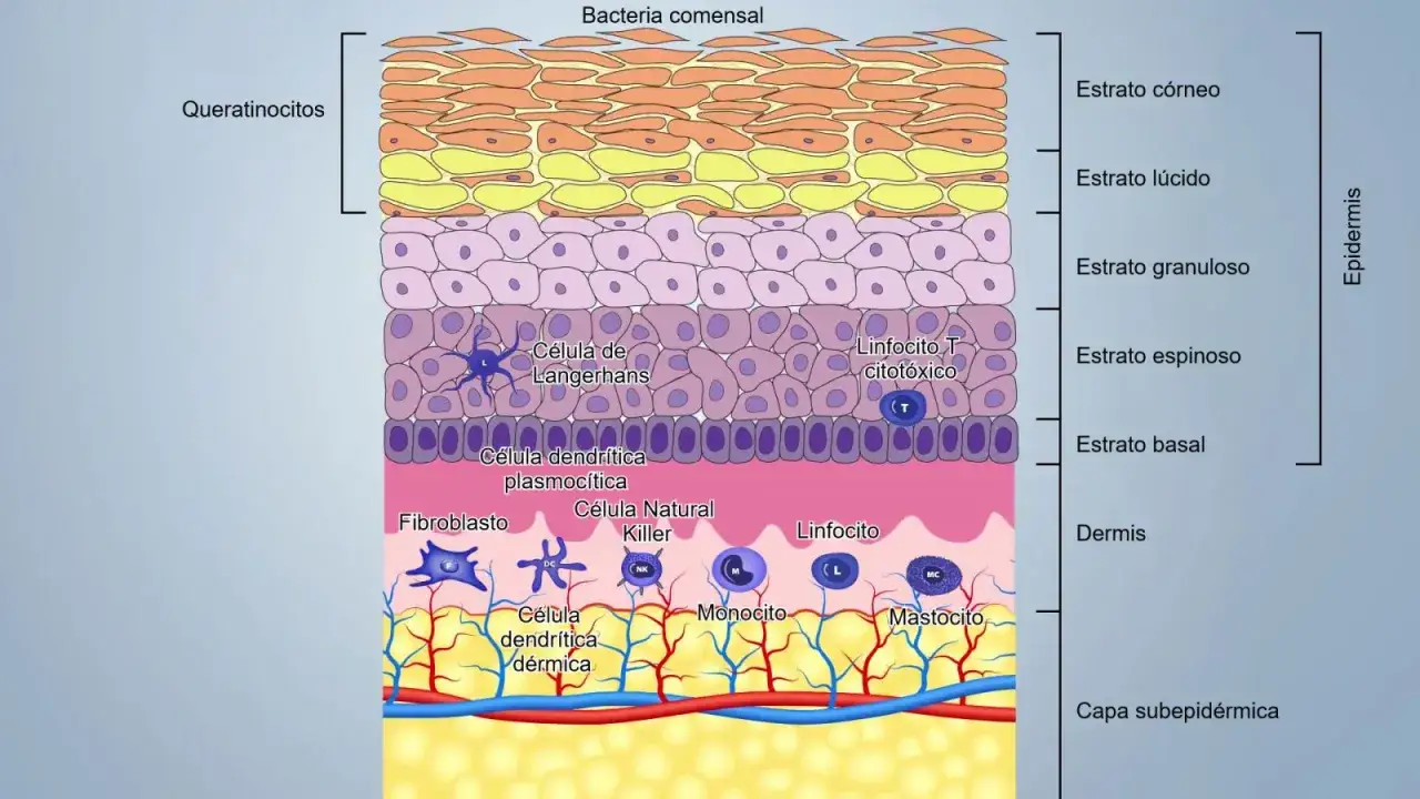 Capa de la piel con queratinocitos y c&eacute;lulas inmunes. Ilustra la regeneraci&oacute;n de la piel y cu&aacute;nto tarda en regenerarse la piel.