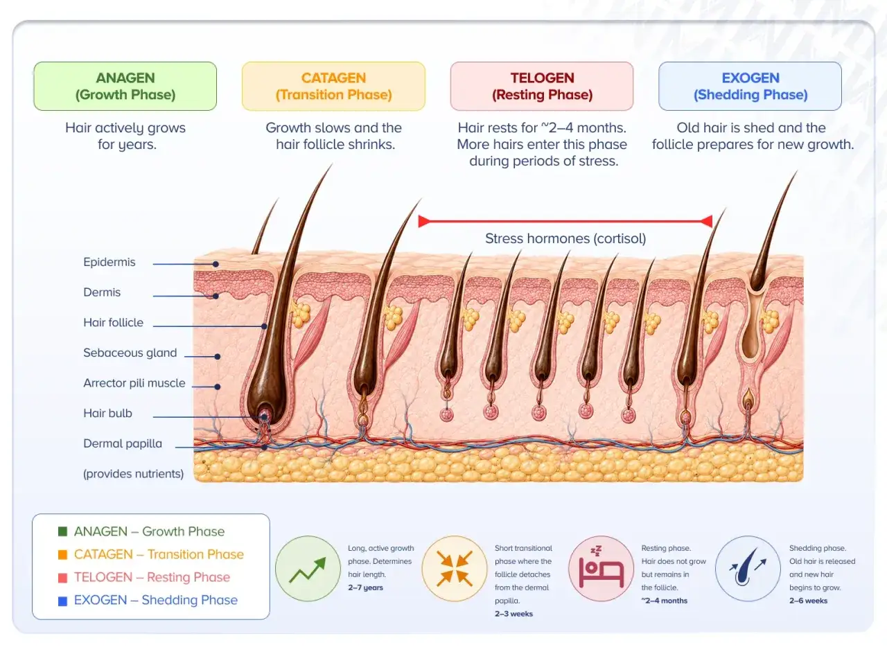 Fasi del ciclo del capello: crescita, transizione, riposo (stress e alopecia da stress) e caduta.
