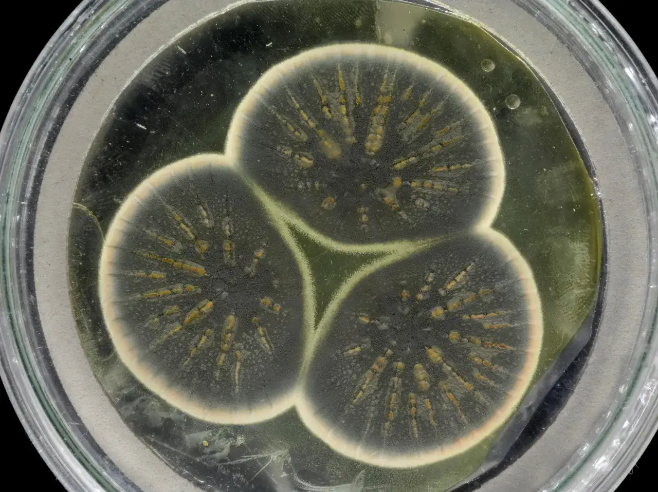 Kolonie pleśni Penicillium w szalce Petriego, przypominające małe, zielonkawo-szare gwiazdy z żółtymi elementami.