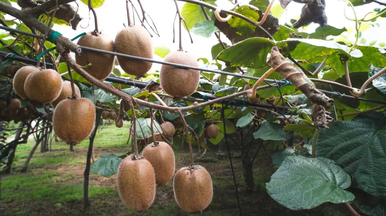 Gros fruits du kiwi pendent des branches d'un arbre du kiwi, prêts à être récoltés.