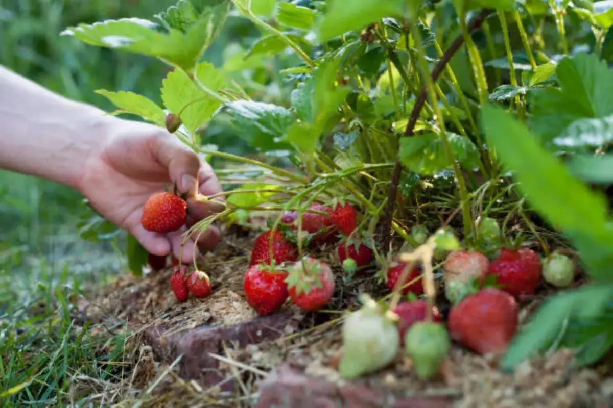 Main d'une personne cueillant une fraise mûre d'un plant. C'est le moment idéal pour savoir quand planter fraisier.
