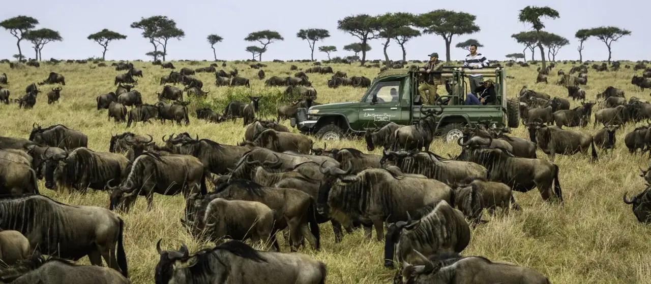 Wielka migracja gnu na safari w Kenii. Kiedy najlepiej lecieć do Kenii na safari? Sierpień i wrzesień to idealny czas na obserwację tego spektaklu.
