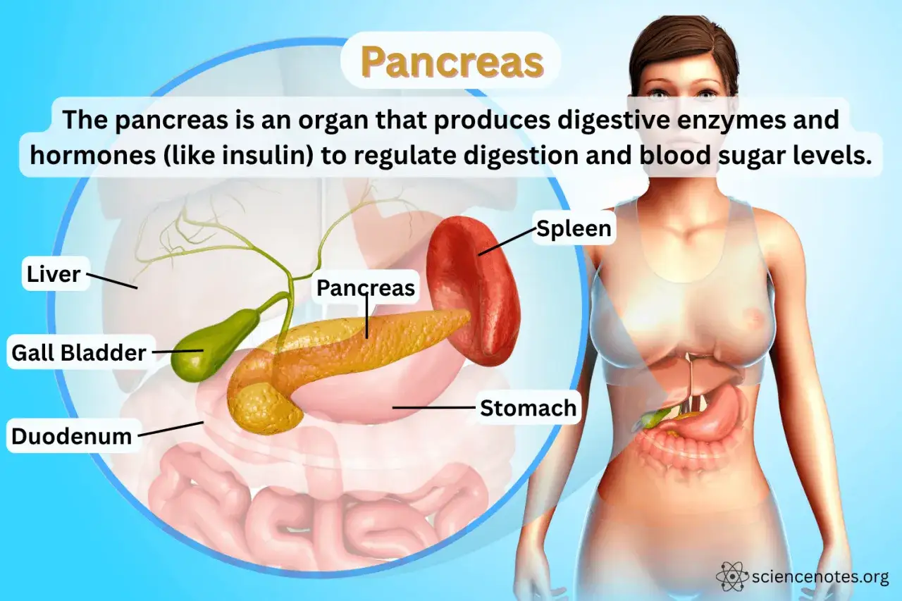 Illustrazione anatomica del pancreas, evidenziando le sue funzioni nella digestione e regolazione glicemica.