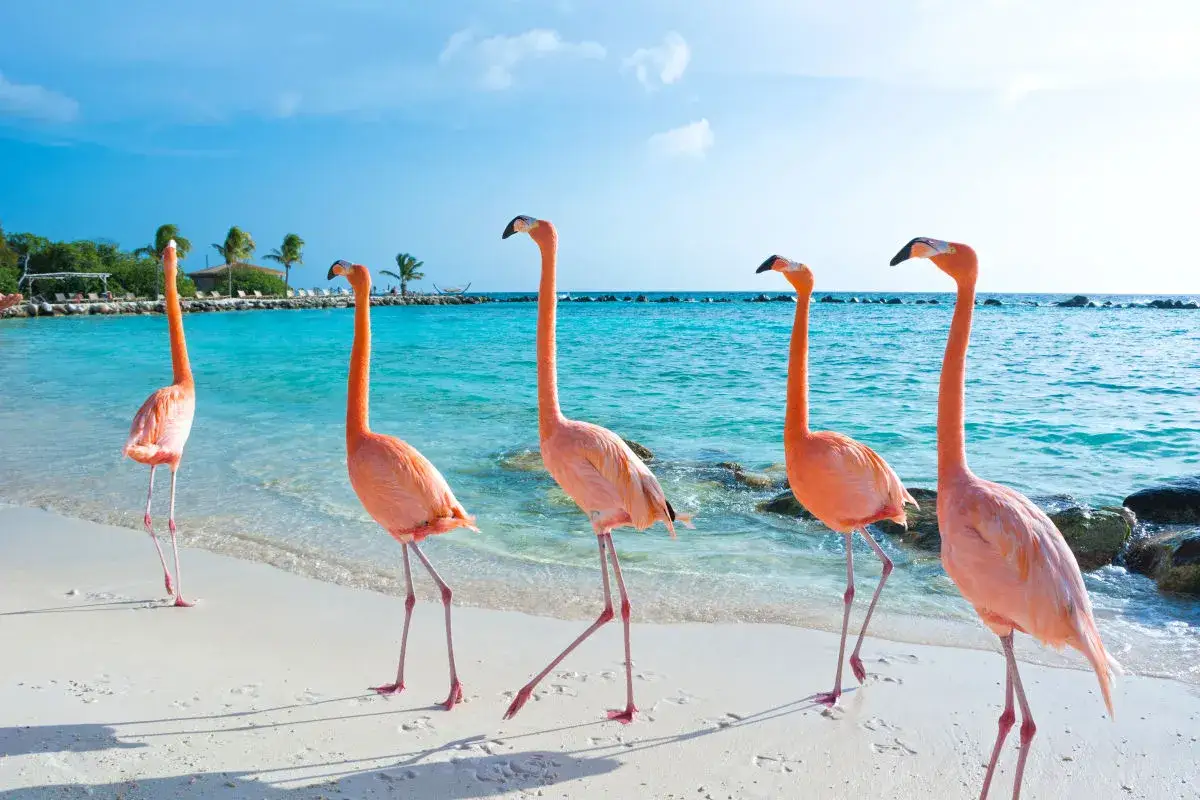 F&uuml;nf rosafarbene Flamingos spazieren am Strand von Aruba entlang. Das t&uuml;rkisfarbene Meer und der blaue Himmel bilden eine traumhafte Kulisse.