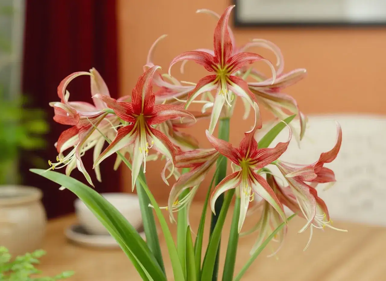 Un gruppo di amaryllis quando fiorisce, con petali rossi e verdi che si aprono a stella.