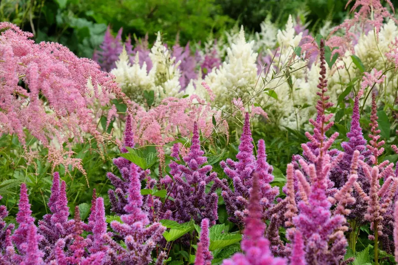 Tawułka kiedy kwitnie, tworzy barwne kaskady różu, fioletu i bieli. Jej puszyste kwiatostany zdobią ogród latem.