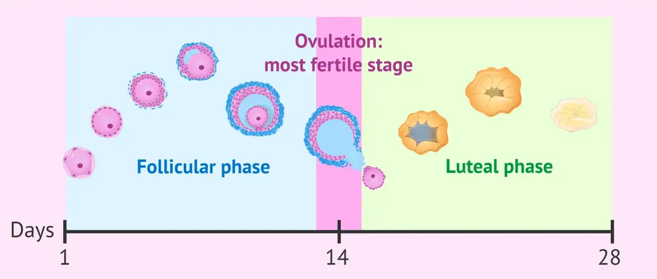 Ilustraci&oacute;n del ciclo ov&aacute;rico: fase folicular, ovulaci&oacute;n (momento m&aacute;s f&eacute;rtil) y fase l&uacute;tea. Es posible que te puedas quedar embarazada con la regla.