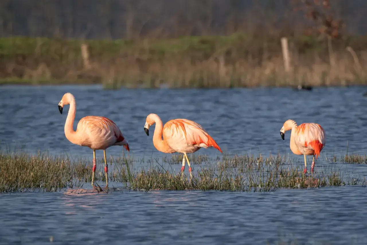Drei rosafarbene Flamingos stehen im flachen Wasser, umgeben von Schilf. Ein seltener Anblick von Flamingos in NRW.