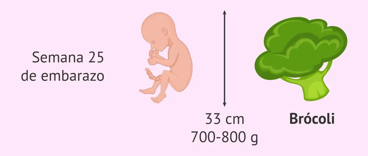 Bebé en la semana 25 de embarazo, mide 33 cm y pesa entre 700-800 g, similar a un brócoli.