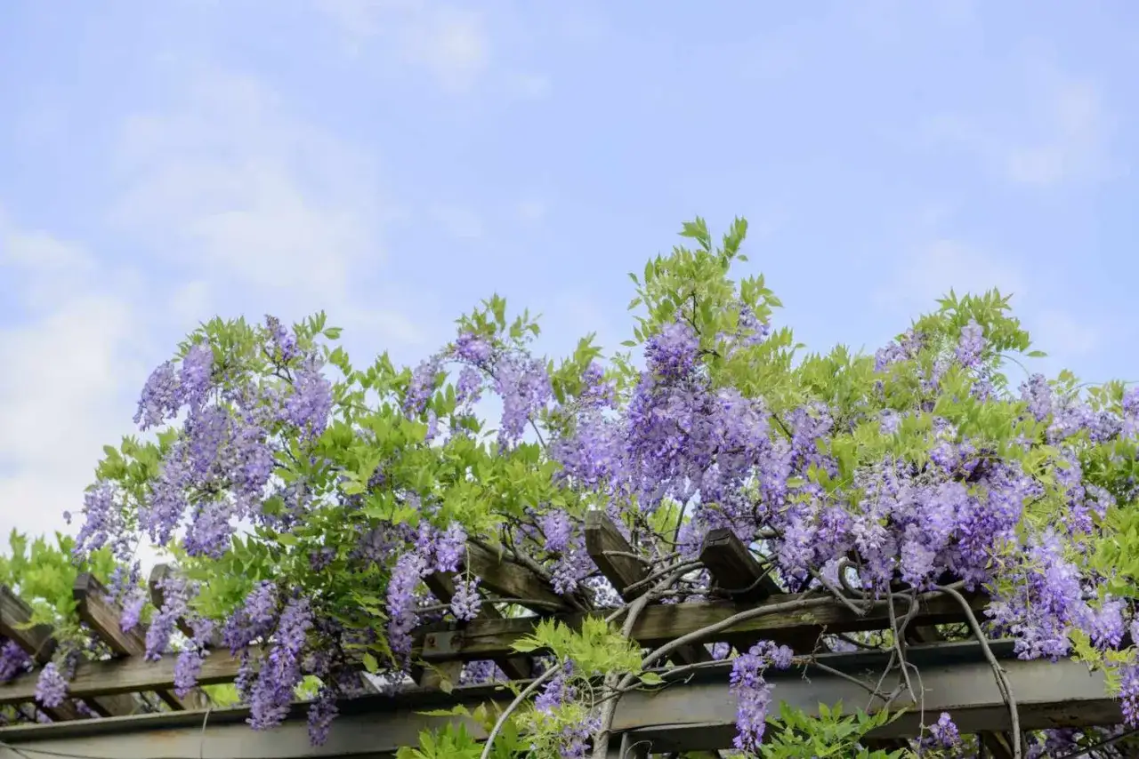 Cascada de flores de glicina moradas sobre una p&eacute;rgola de madera. La glicina planta propiedades medicinales y decorativas.