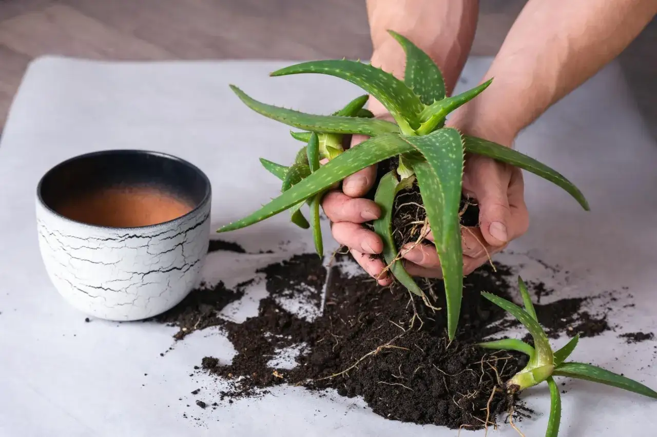 Hände halten Aloe Vera Ableger mit Wurzeln. Daneben ein Topf und Erde.