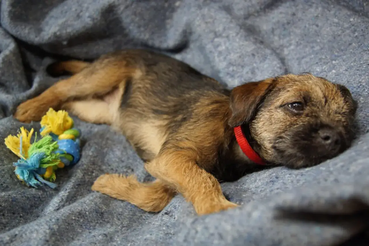 En liten valp med r&ouml;d halsband vilar p&aring; en bl&aring; filt. Kanske lite valp-blues idag, men snart &auml;r det dags f&ouml;r lek med den f&auml;rgglada leksaken.