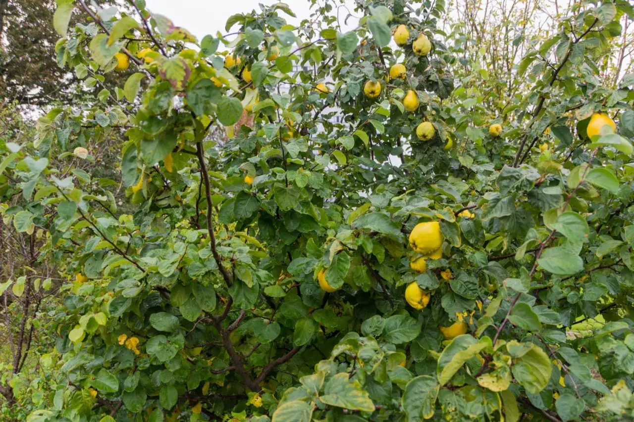 Gros plan sur un cognassier charg&eacute; de fruits jaunes, pr&ecirc;ts &agrave; &ecirc;tre cueillis. La taille de l'arbre permet d'atteindre facilement les fruits.