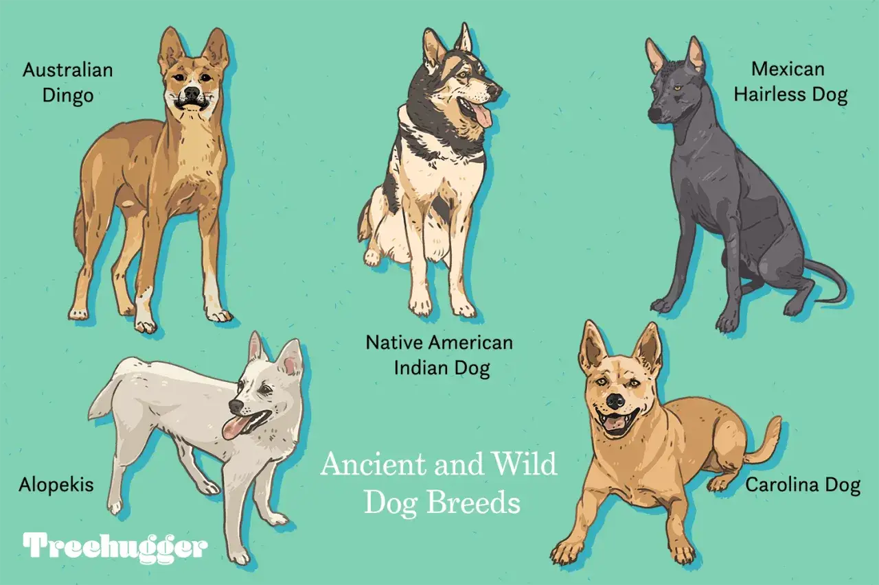 Ilustracja przedstawia pięć ras psów, w tym Australian Dingo, Native American Indian Dog, Mexican Hairless Dog, Alopēkis i Carolina Dog. Te rasy pierwotne psów są dzikie i starożytne.