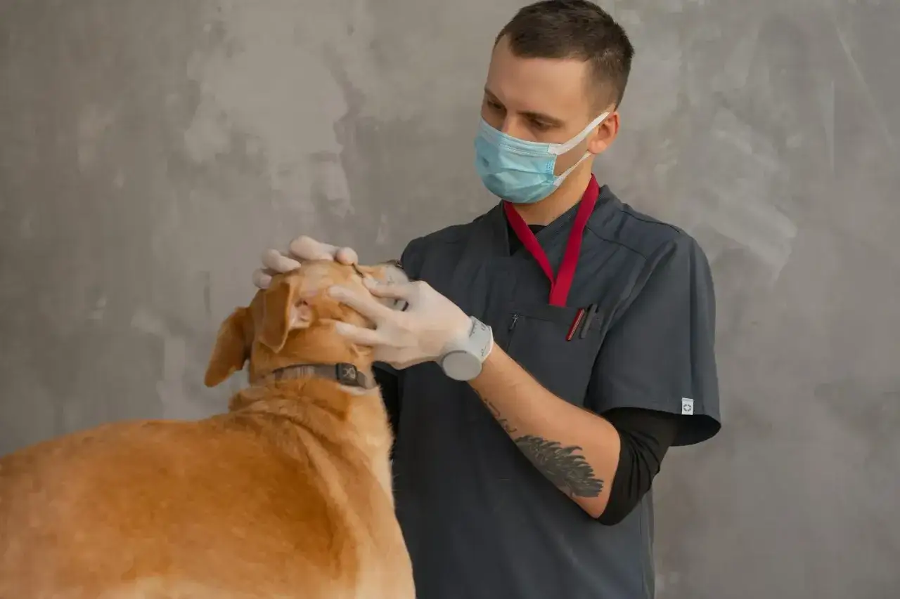 Weterynarz w masce delikatnie bada oko psa, przygotowując go do sedacji.