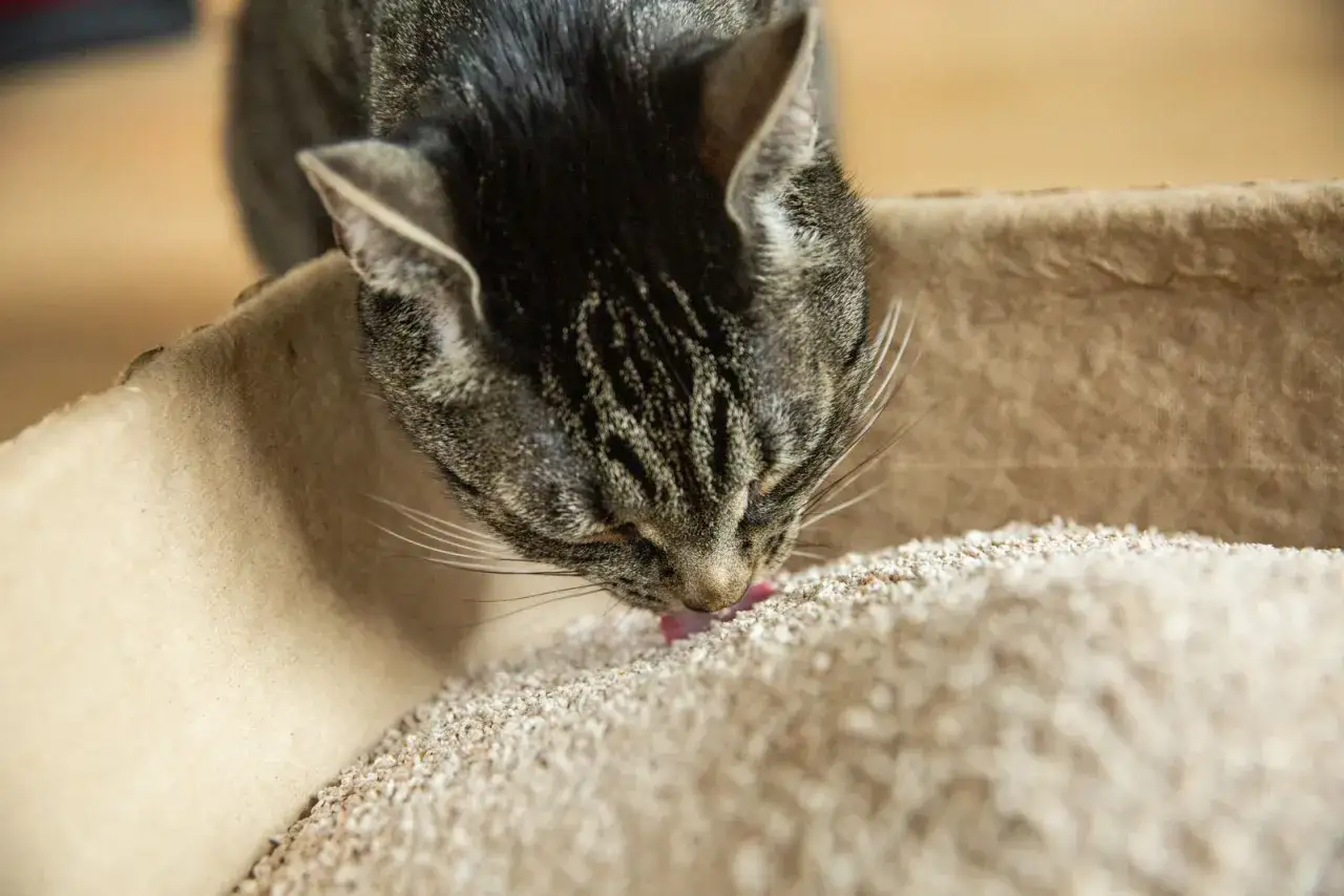 Mon chat tigré, curieux, lèche sa litière. Il semble explorer sa texture, peut-être par jeu ou par habitude.