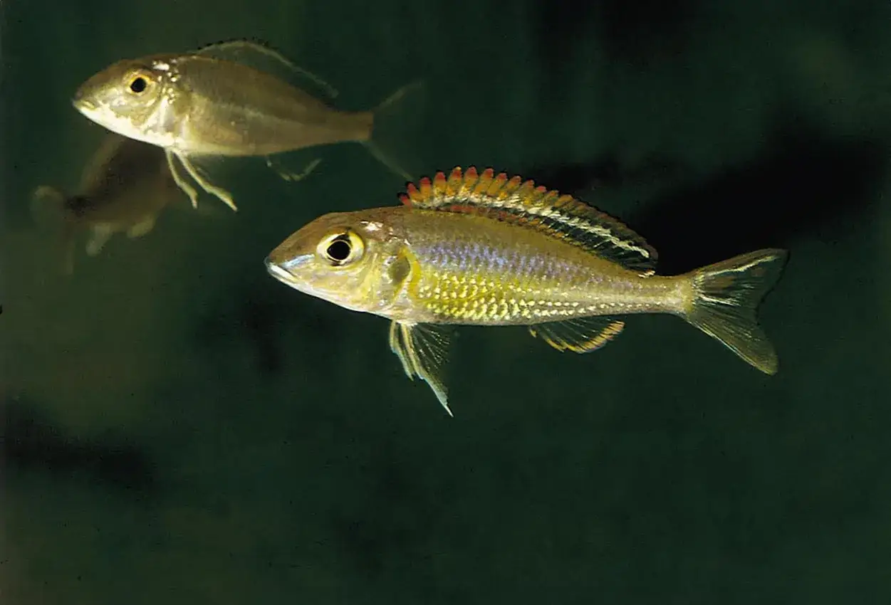Tv&aring; regnb&aring;gsciklider simmar i m&ouml;rkt vatten. Den fr&auml;mre fisken har en ryggfena med r&ouml;da och gula taggar.