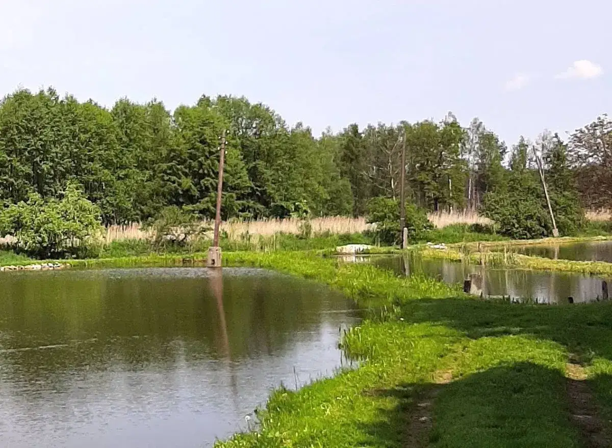 Spokojne łowisko Biały Ług otoczone zielenią. Woda odbija drzewa, a na brzegu rośnie trawa.