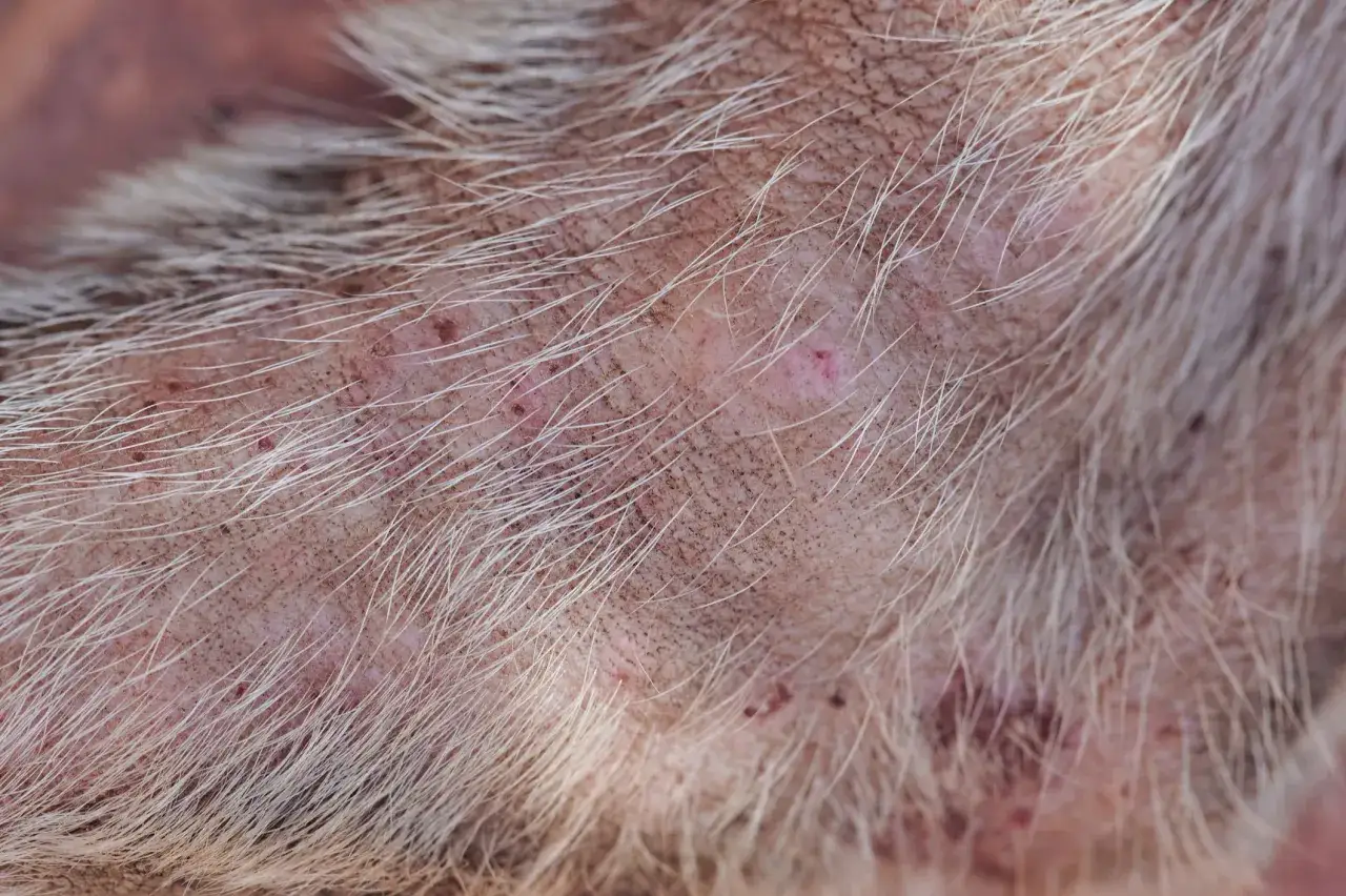 Piel de perro con irritación y pequeños puntos rojos, indicativos de varios tipos de picaduras en perros.