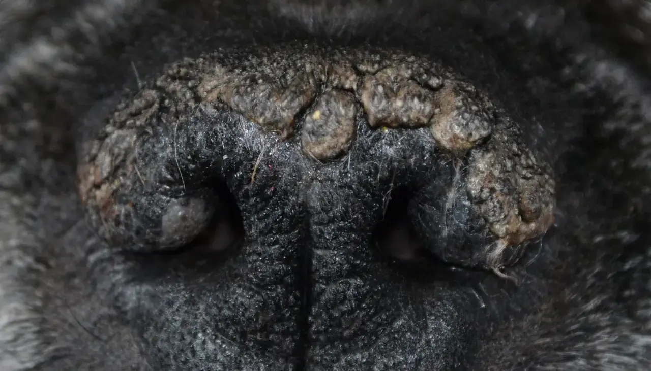 Primer plano de la nariz de un perro con costras y sequedad. La nariz seca del perro muestra una textura rugosa y escamosa.