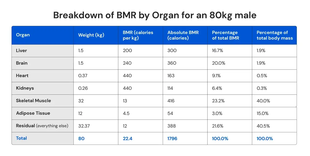 Tabella mostra la ripartizione del tasso metabolico basale (BMR) per organo in un uomo di 80kg. Il cervello e il fegato consumano pi&ugrave; calorie.