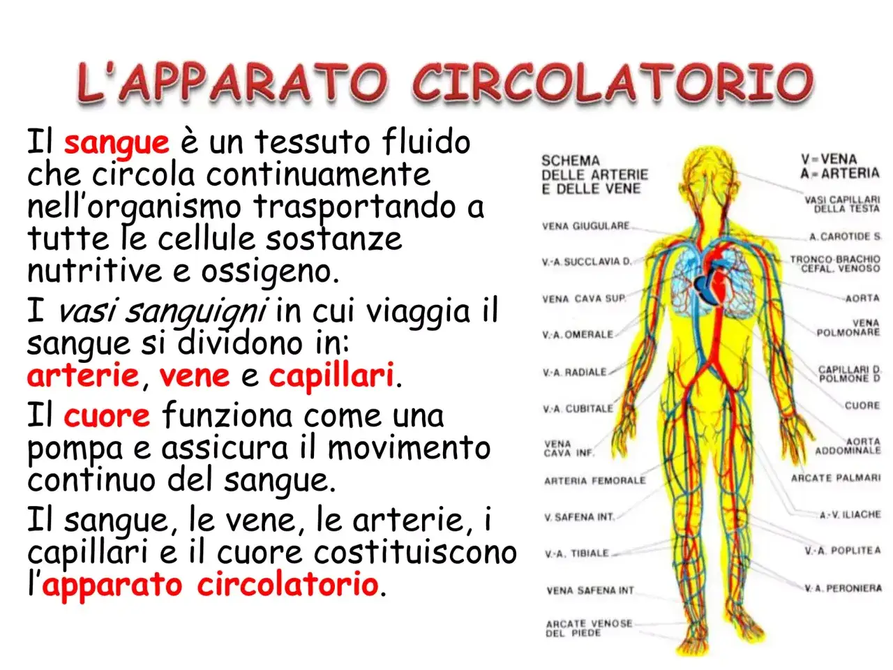 Schema dell'apparato circolatorio con arterie, vene e capillari. Il sangue, il cuore e i vasi sono illustrati.
