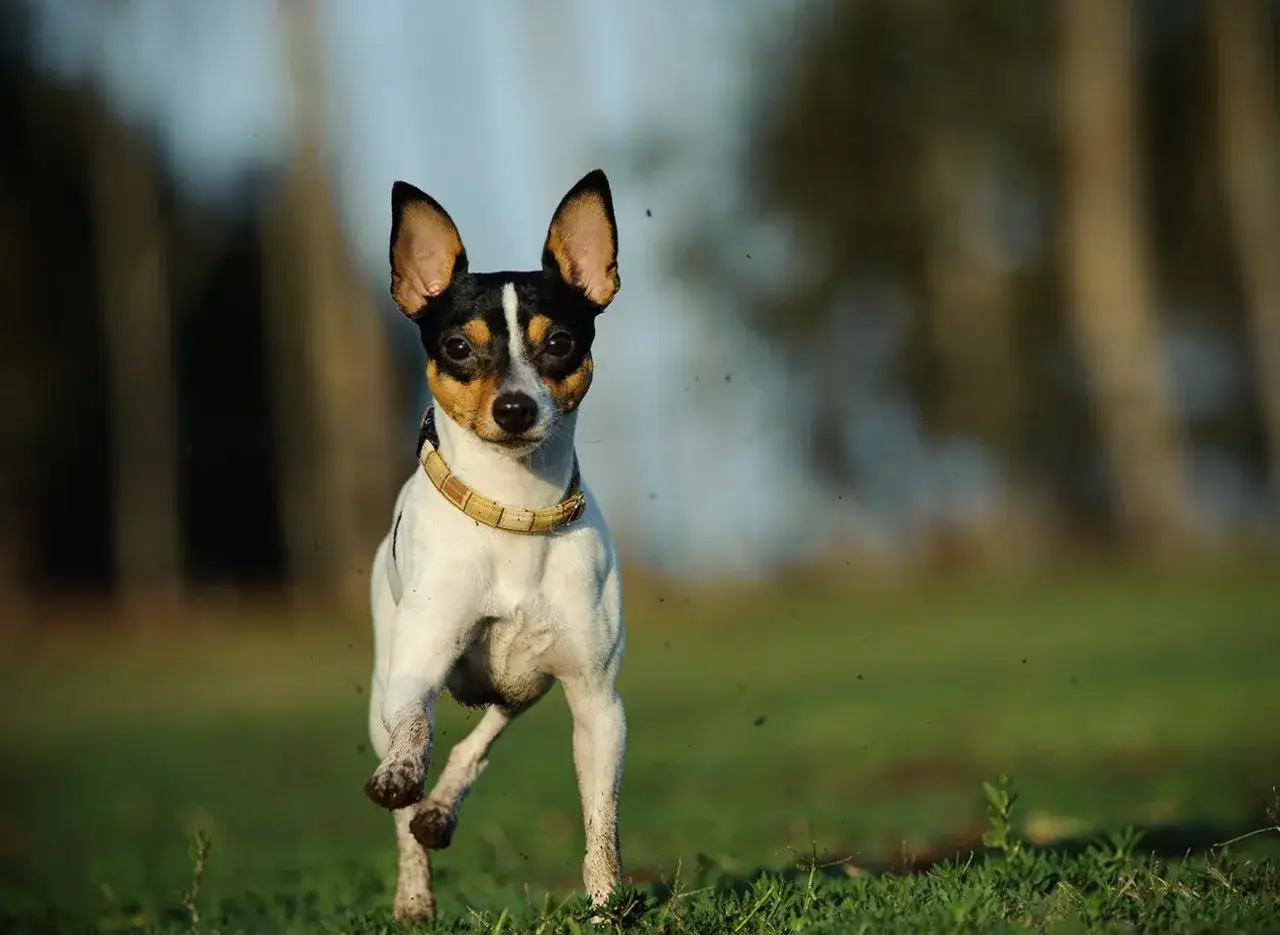 Un enérgico fox terrier mini corre por el césped, con sus orejas puntiagudas y su collar de cuero.