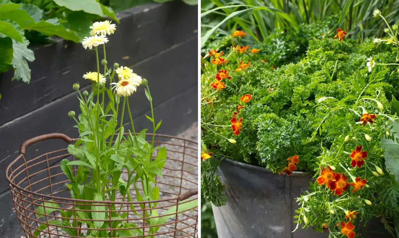 Gula och orangea marigolds svenska blommar i en korg och en kruka, omgivna av gröna blad.