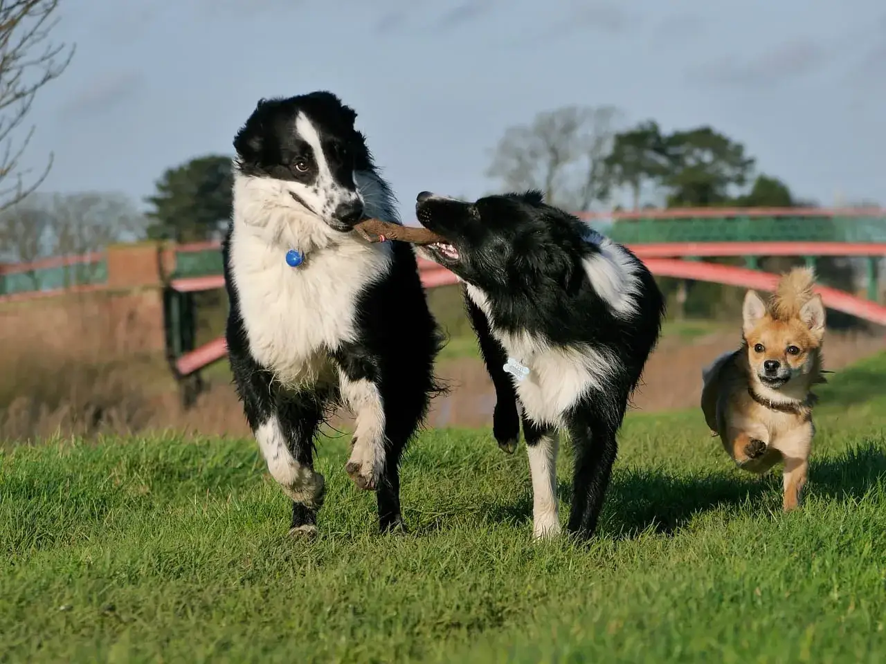 Trzy psy bawią się patykiem na łące. Dwa border collie i mały kundelek. Ile żyje kundel? Zależy od wielu czynników, ale te psy wyglądają na zdrowe i pełne energii.